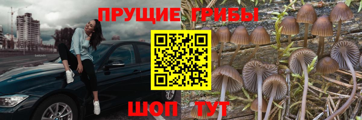 Галлюциногенные грибы Psilocybe  Переславль-Залесский 